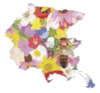 Logo di ASSOCIAZIONE PER L'APE CARNICA FRIULANA APS