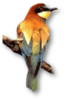 Logo di CLUB AMATORI AVIFAUNA AUTOCTONA ODV