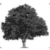 Logo di LE NUOVE QUERCE O.D.V.