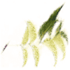 Logo di ODV_RAMATNAL