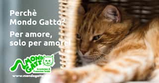 MONDO GATTO APS