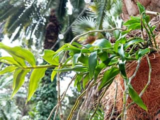 ORTO BOTANICO CORSINI MONTE ARGENTARIO APS