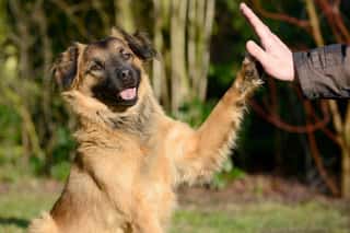 ASSOCIAZIONE AMICI DEL CANE APS