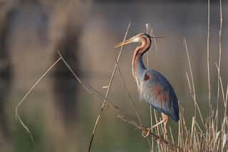 AMICI DEL PADULE DI FUCECCHIO PER LA BIODIVERSITA' ODV