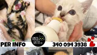 AMICO GATTO ASSOCIAZIONE GATTOFILA ODV