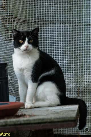 AMICO RANDAGIO ODV
