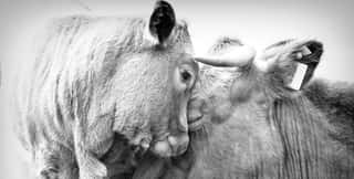 ANIMAL EQUALITY ITALIA ETS