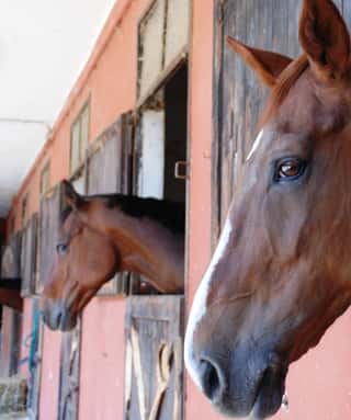 A.G.R.E.S. - ASSOCIAZIONE GENITORI PER LA RIABILITAZIONE EQUESTRE E SPORTIVA - ASSOCIAZIONE SPORTIVA DILETTANTISTICA DI PROMOZIONE SOCIALE