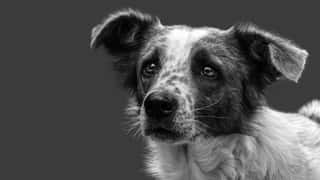 ASSOCIAZIONE PROTEZIONE ANIMALI E CANI ABBANDONATI - APACA ODV