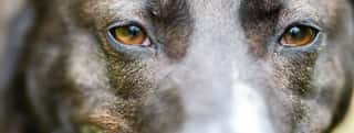ASSOCIAZIONE ANIMALI SOLO PER AMORE ODV - ASPA ODV