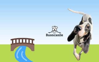 ASSOCIAZIONE BUONCANILE ODV