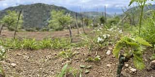 CALABRIA WILD WINE APS
