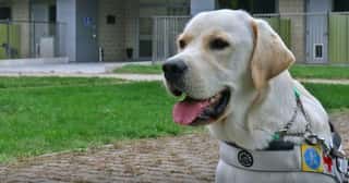 FONDAZIONE DEL SERVIZIO CANI GUIDA DEI LIONS ITALY ENTE DEL TERZO SETTORE O IN FORMA ABBREVIATA FONDAZIONE CANI GUIDA LIONS ITALY ETS