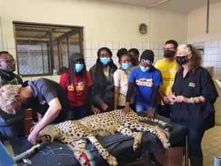 CHEETAH CONSERVATION FUND ITALIA