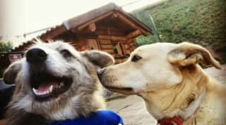 ''COMITATO NAZIONALE PER L'ISTITUZIONE DELL'UFFICIO DEL GARANTE DEI DIRITTI DEGLI ANIMALI - ODV''