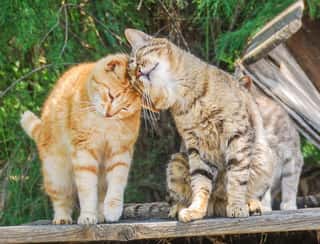ASSOCIAZIONE PER LA PROTEZIONE DEGLI ANIMALI RANDAGI DINGO ODV