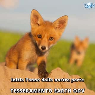 EARTH ODV