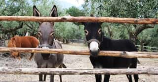 COOPERATIVA SOCIALE KOINE' IMPRESA SOCIALE