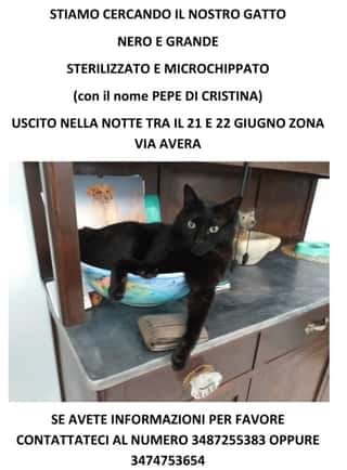 FELINI FELICI ODV