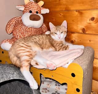 FIEROGATTO ODV