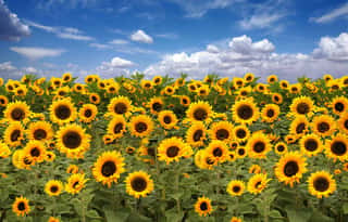 FONDAZIONE IL GIRASOLE ETS