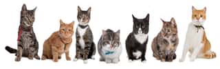 AMICI DEL GATTILE ODV