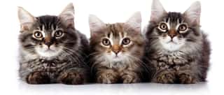 L.I.D.A. LEGA ITALIANA DIRITTI DEGLI ANIMALI - SEZIONE GATTILE DI CUNEO ODV