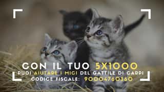 ASSOCIAZIONE PROTEZIONE ANIMALI CARPIGIANA-ODV