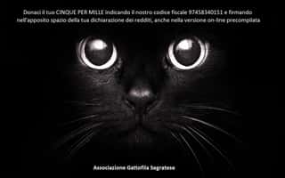 ASSOCIAZIONE GATTOFILA SEGRATESE ODV