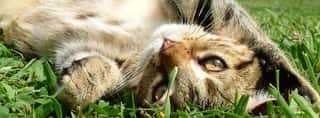 AMICI DEL GATTO RANDAGIO ORGANIZZAZIONE DI VOLONTARIATO