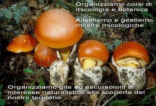 GRUPPO NATURALISTICO MODENESE ODV