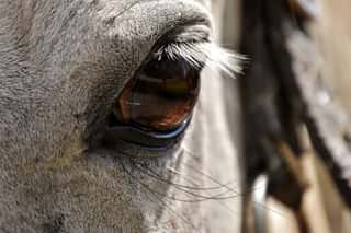 HORSE LIFE APS