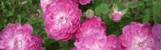 LA COMPAGNIA DELLE ROSE - APS