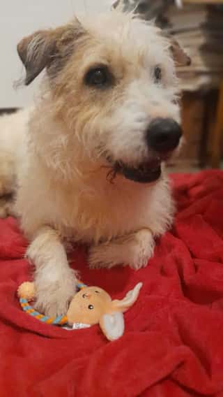 LEGA NAZIONALE PER LA DIFESA DEL CANE - SEZIONE DI PALERMO