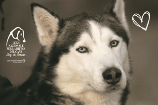 LEGA NAZIONALE PER LA DIFESA DEL CANE - SEZIONE DI VARESE - ASSOCIAZIONE DI PROMOZIONE SOCIALE