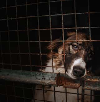 LEGA NAZIONALE PER LA DIFESA DEL CANE APS