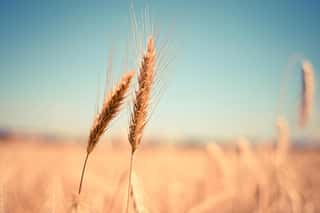 ASSOCIAZIONE PANE AL PANE ETS