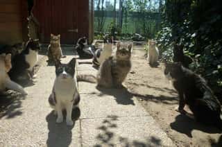 PARCO ANIMALISTA ODV