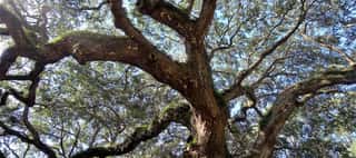 ASSOCIAZIONE PATRIARCHI DELLA NATURA IN ITALIA APS