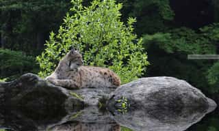 PROGETTO LINCE ITALIA