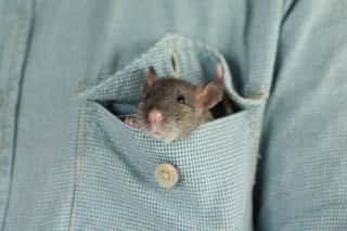 ASSOCIAZIONE ITALIANA RATTI - RAT RESCUE ITALIA ODV