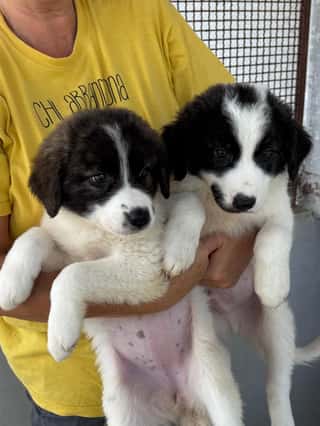 A.S.S.T.A. - ASSOCIAZIONE SENESE SALUTE E TUTELA ANIMALI ODV