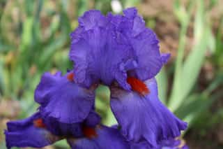SOCIETA' ITALIANA DELL'IRIS S.I.D.I. APS