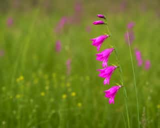 SPECIE SELVATICA APS