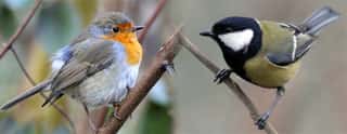 PRO LOCO ISOLA DI FONDRA APS