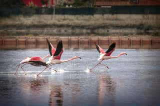 TERRAE AUFIDAE - APS
