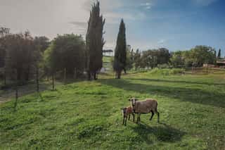 PARCO TORRETTA DE' MASSIMI ETS