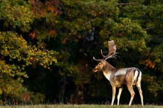 U.R.C.A. SEZIONE PROVINCIALE FORLI'-CESENA - GESTIONE FAUNA E AMBIENTE - APS