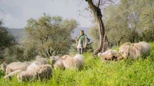 WWOOF ITALIA APS WORLD WIDE OPPORTUNITIES ON ORGANIC FARMS