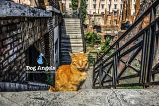 DOG ANGELS ASSOCIAZIONE ITALIANA PROTEZIONE ANIMALI ODV
